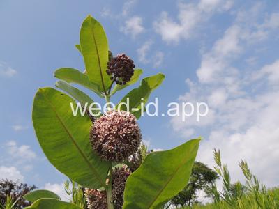 milkweed, common
