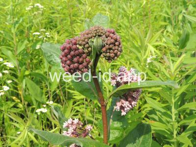 milkweed, common