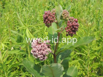 milkweed, common