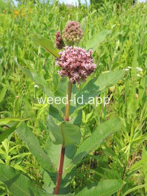 milkweed, common