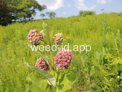 milkweed, common