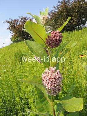 milkweed, common