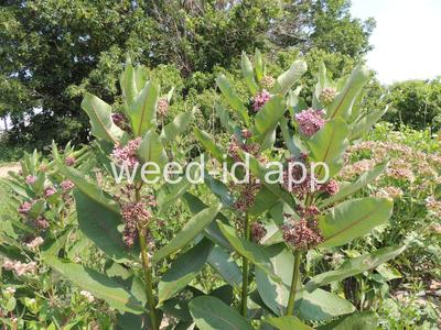 milkweed, common