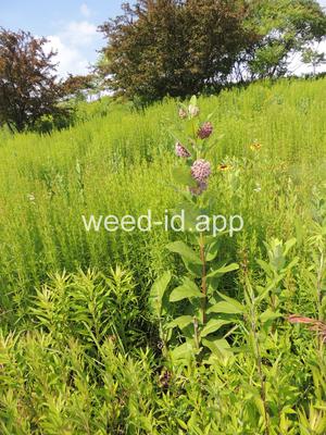 milkweed, common