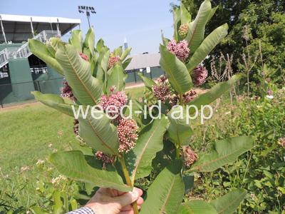 milkweed, common