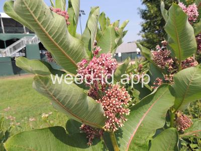 milkweed, common