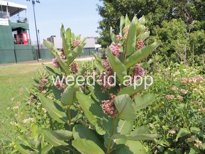 milkweed, common