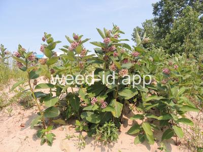 milkweed, common