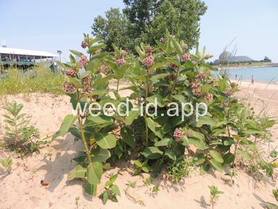 milkweed, common