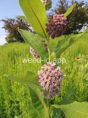 milkweed, common
