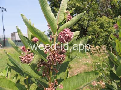 milkweed, common