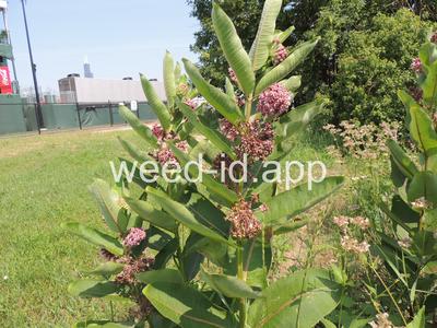 milkweed, common