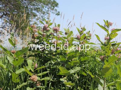 milkweed, common