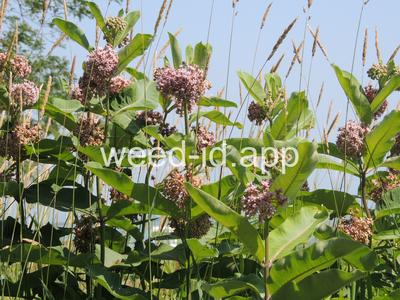 milkweed, common