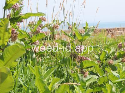 milkweed, common