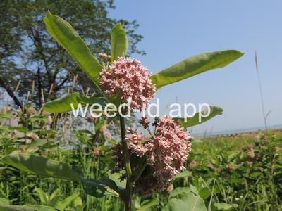 milkweed, common