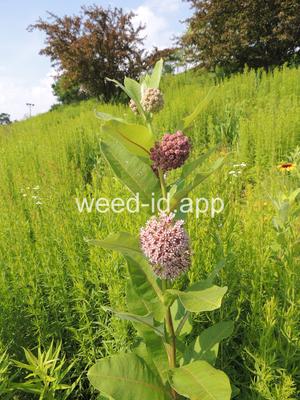 milkweed, common