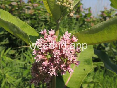 milkweed, common