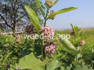 milkweed, common