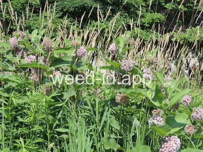 milkweed, common