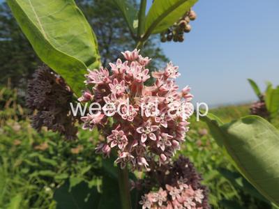 milkweed, common