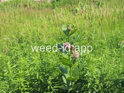 milkweed, common