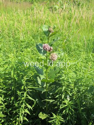 milkweed, common