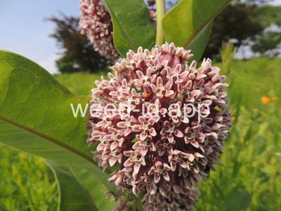 milkweed, common