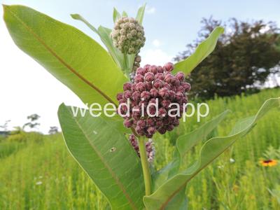 milkweed, common