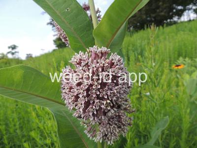 milkweed, common