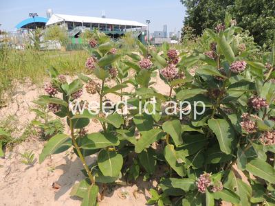 milkweed, common