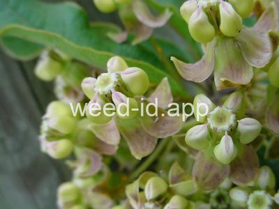 Asclepias tomentosa