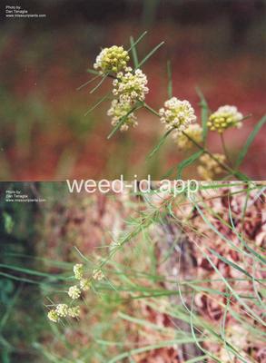 milkweed, eastern whorled