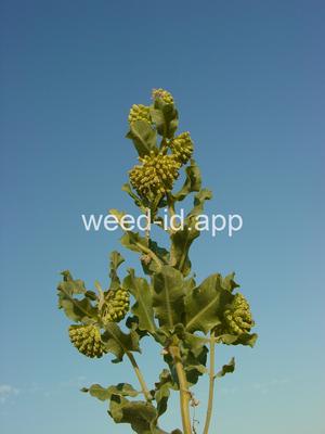 milkweed, green