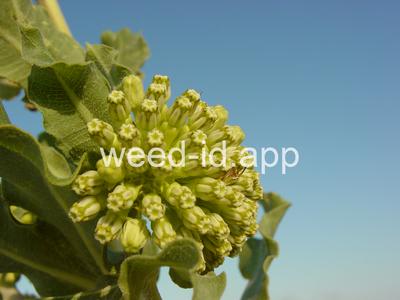 milkweed, green