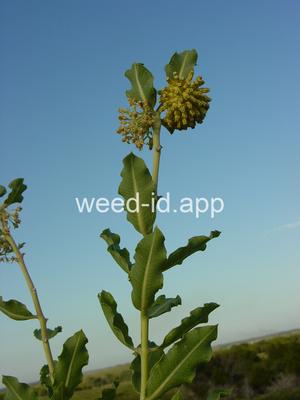 milkweed, green