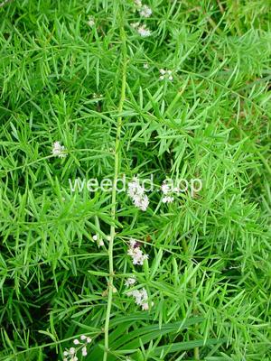 Asparagus densiflorus