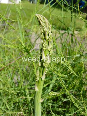 asparagus