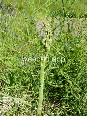 asparagus