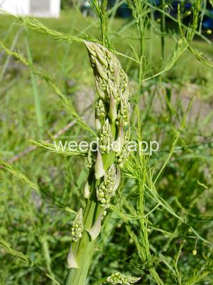 asparagus