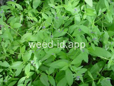 catchweed