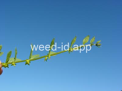 catchweed