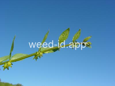catchweed
