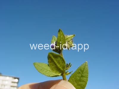 catchweed