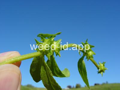 catchweed