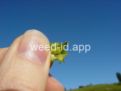 catchweed
