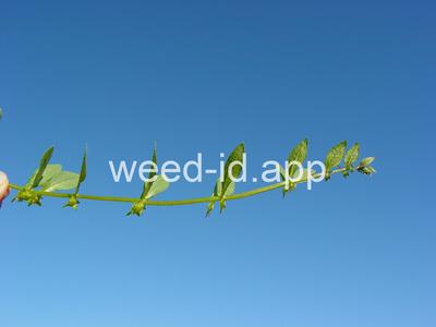 catchweed