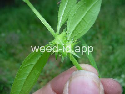 catchweed