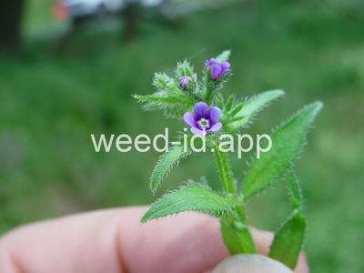 catchweed