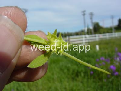 catchweed